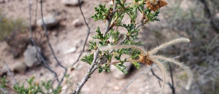 20211009_111346 89&vine AZ cliffrose