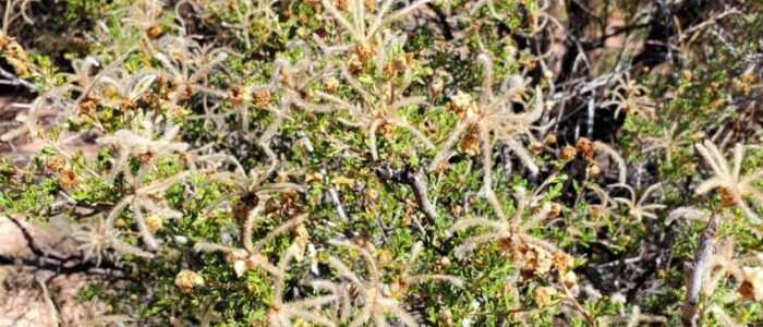 20211010_120142 89&vine AZ cliffrose